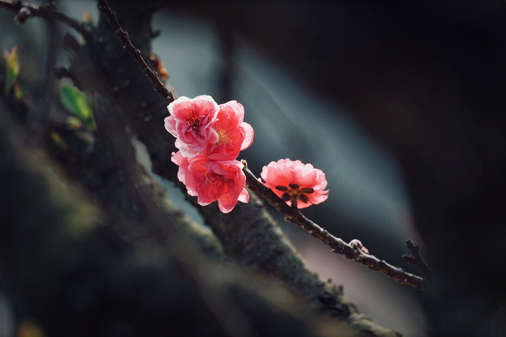 老樹桃花(huā)